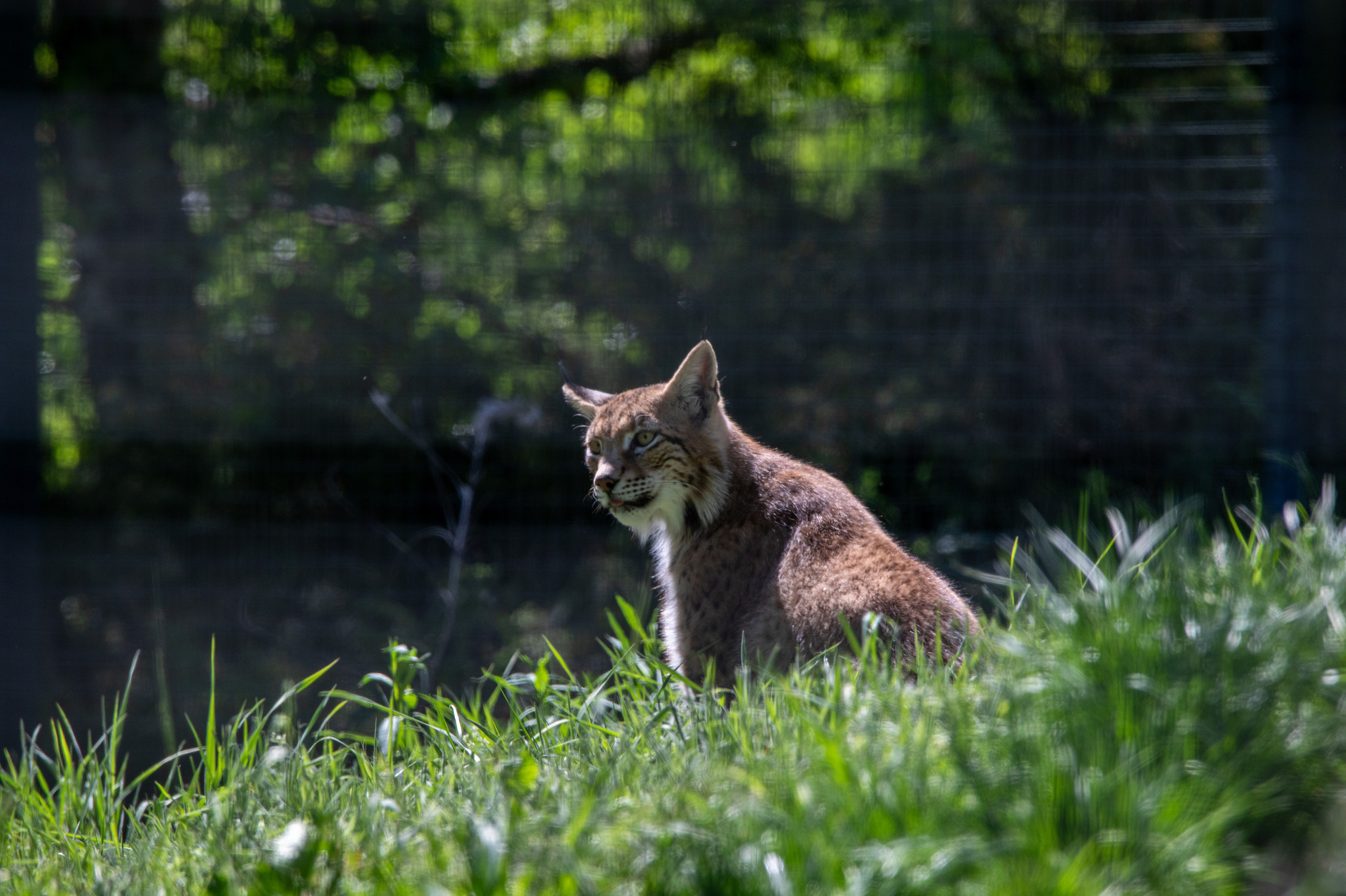 First lynx moments after arriving at HWP IMAGE WAL 2025